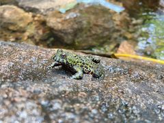 -老张烤羊(王哥庄店)