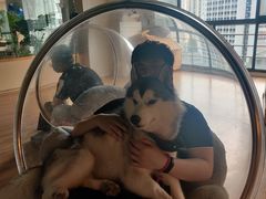 -Husky Go! 哈士奇体验馆·宠物咖啡厅狗咖