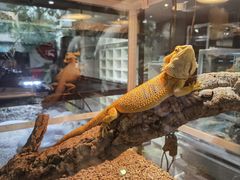 -酷以爬仙阁实体爬宠店·守宫·蜥蜴·专业繁育