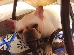 -more than meow吴止猫主题餐厅(承德 中船汇店)