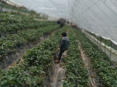 -小鱼草莓采摘园农家乐·小鱼餐厅
