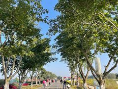 -空港花田景区