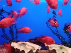 -石家庄极地海洋世界