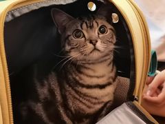 -猫大福·Fortune Cat猫舍(百子湾店)