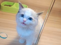 -猫十亿·布偶金渐层·曼基康矮脚猫舍(青年路店)