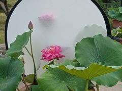 -莲花池公园