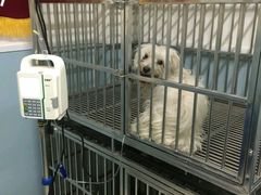 -中农大我爱我爱24h动物医院·中医针灸·猫专科·骨科医疗中心(双井店)