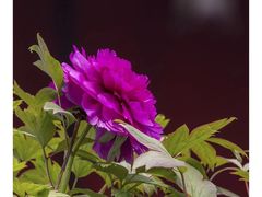 -宸宸画框裱画配框工厂店(莘庄店)