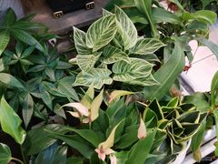 -双季花艺园艺市场(浦东店)