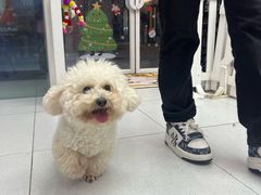 -猪呜宠物生活馆·西高地梗犬拔毛店