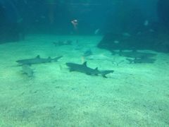 iphone_upload_pic-常州海昌海洋探索馆