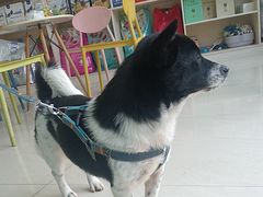 -乐琪宠物医院·犬猫专科·骨外科·急重症