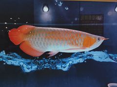 -凤凰路何眼镜香辣蟹(花果园店)