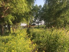 -白渔泡湿地公园