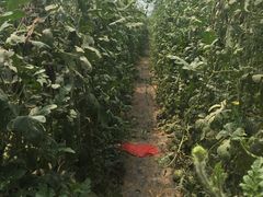 -庞各庄西瓜蔬菜采摘园·锦华瓜园