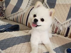 -芭比堂动物医院·犬猫全科·异宠专科(雁塔分院)