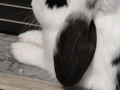 -佩兹宠物医院肿瘤专科·眼科·牙科(黄浦店)