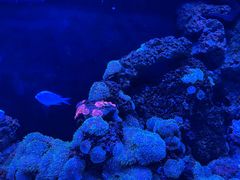 -暹罗海洋世界
