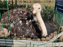 -前小桔亲子创意农场·草莓采摘·露营烧烤