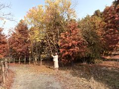 -上海海湾国家森林公园