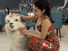 -安格丽娜·狗咖·猫咖羊驼咖(春熙路百盛商场店)