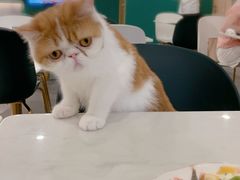 -飞行喵MR PILOT|猫舍·猫咖(静安大融城店)