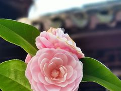 -沧浪亭