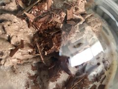 -星巴克(古象大酒店店)