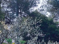 -杭州植物园