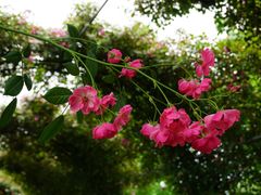 -广富林郊野公园