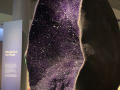 -美国自然历史博物馆