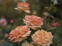 -人民公园(罗湖区)