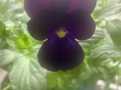 -大华煎饼(交道口北剪子巷店)