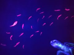 -乌鲁木齐海洋馆