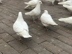 -王府井奥莱临潼小镇(临潼店)