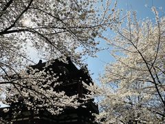 -西安青龙寺遗址景区