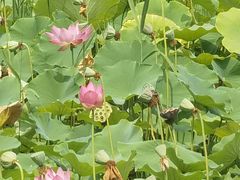 -野鸭湖国家湿地公园