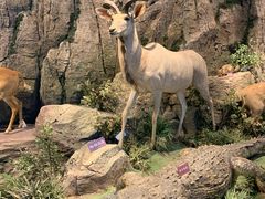 -陕西自然博物馆