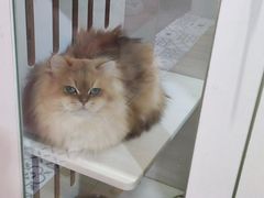 -青奢宠物·青奢猫舍