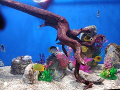 -烟台海昌鲸鲨海洋公园