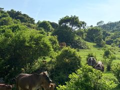 -大姆山草场