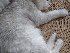 -猫猫幼稚园·撸猫·桌游·电玩