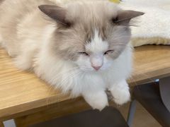-有喵·猫咖·狗咖·30几只猫10只小狗(岗厦店)