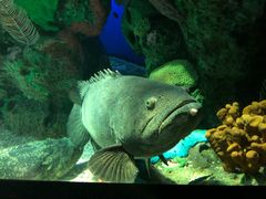 -瑞普利水族馆