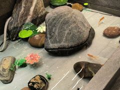 -严记小天府酸菜鱼(西四路店)