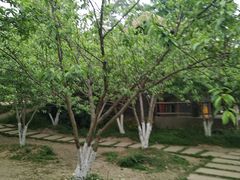 -秀丽东方