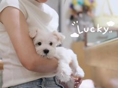 -Pets First伊珊娜洗护·精致美容·家庭式寄养(新会路店)