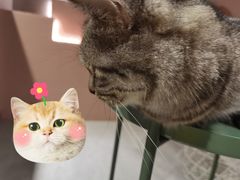 -猫儿山۰猫主题餐厅