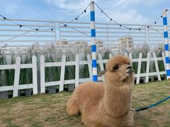 -Blue Concept Cafe&Farm·關於藍