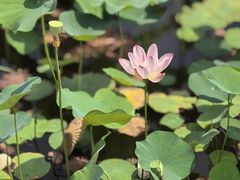 -木塔寺遗址生态公园